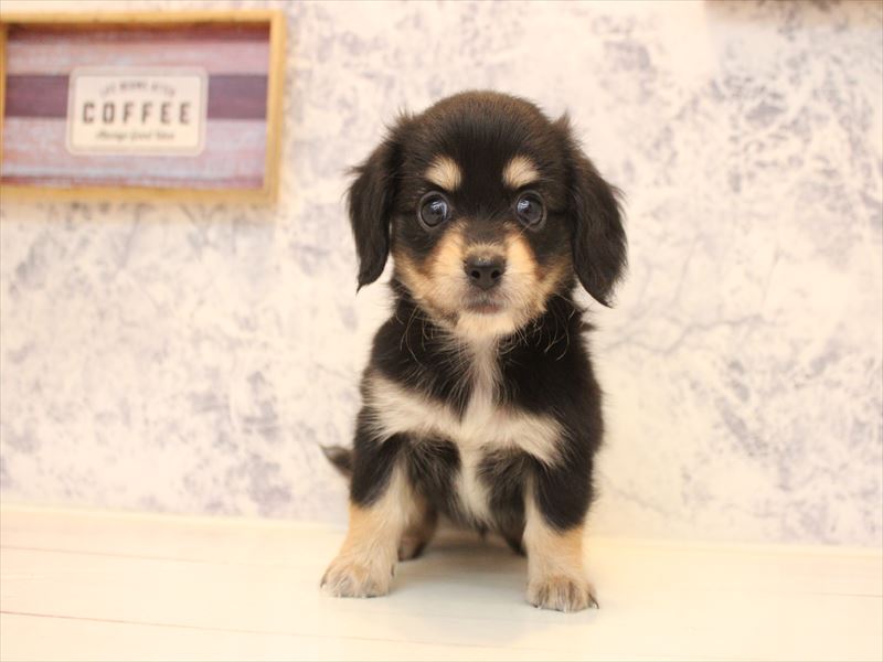 犬ページ☆ ミックス犬 - 三浦店 | ペッツワン